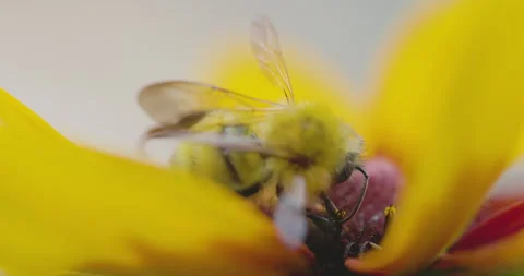 Bumble bee insect macro on a flower Stock Footage 342038089