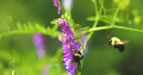 Bumble bee insect macro on a flower Stock Footage 342038202