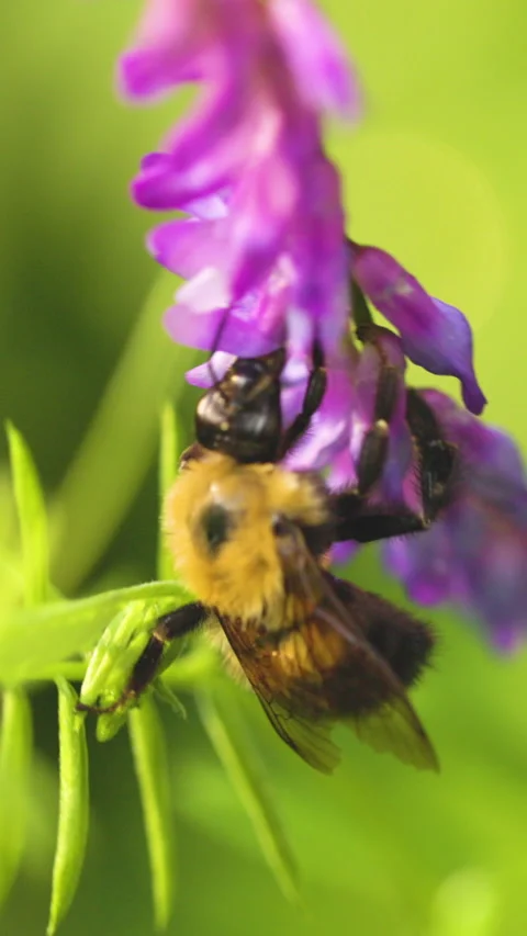 Bumble bee insect macro on a flower Stock Footage 342038234