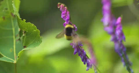 Bumble bee insect macro on a flower Stock Footage 342038312