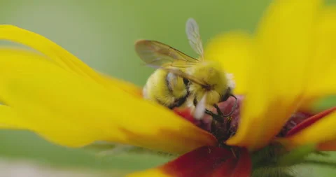Bumble bee insect macro on a flower Stock Footage 342038355