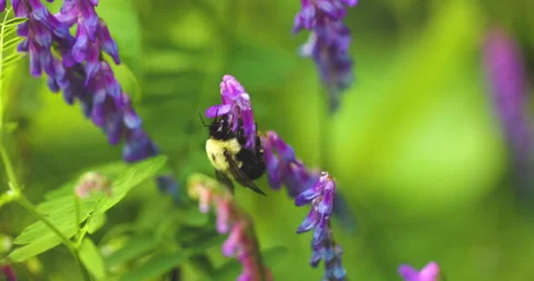 Bumble bee insect macro on a flower Stock Footage 342038403