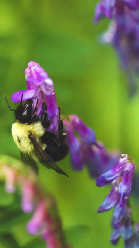 Bumble bee insect macro on a flower Stock Footage 342038435