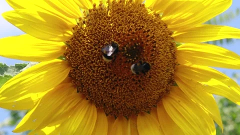 Bumble-bee insect pollinating the sun flower Stock Footage 280260524