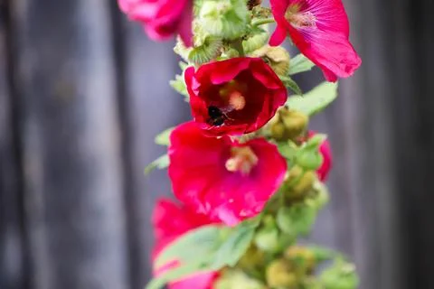 Bumble bee inside of flower Stock Photos