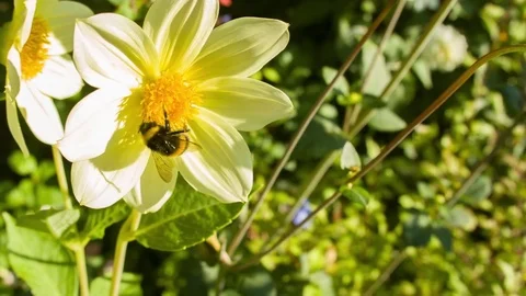 Bumble bee landing on a flower on a summers day Video stock 79511085