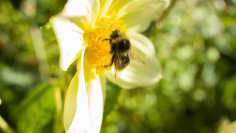 Bumble bee landing on a flower on a summers day Video stock 79511728