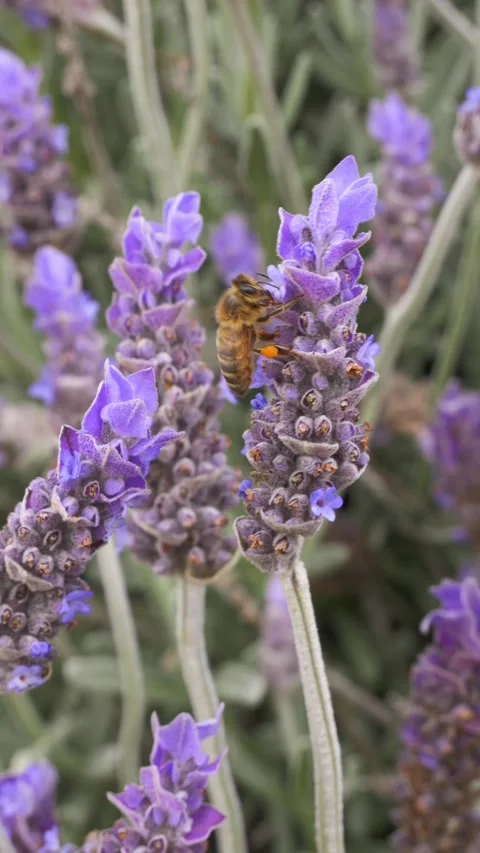 Bumble Bee On Lavender Flower Fields. Selective Focus Shot Video stock 333663140
