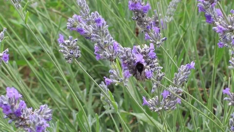 Bumble bee on a lavender flower Stock Footage 79141627