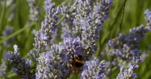 Bumble bee on lavender flower Stock Photos