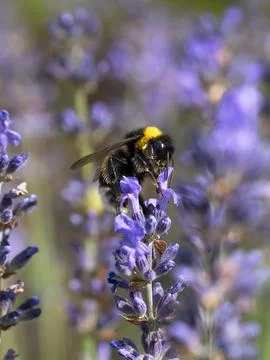 Bumble bee on lavender flower Stock Photos