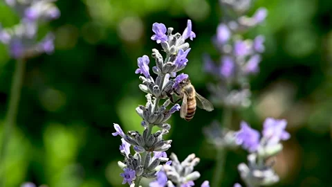 Bumble Bee on Lavender 库存影片 289487503