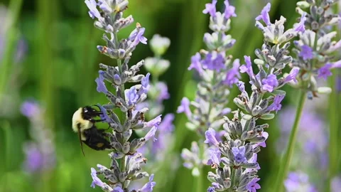 Bumble Bee on Lavender Stock Footage 289487510