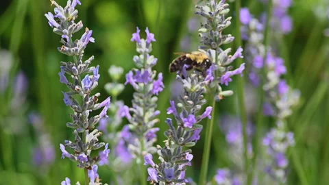 Bumble Bee on Lavender Stock Footage 289487538
