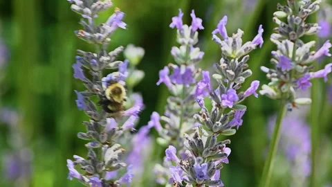 Bumble bee on Lavender 库存影片 289487578