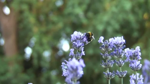 Bumble bee on lavender in garden 01 Stock Footage 51866499