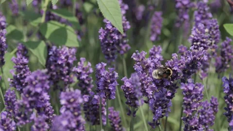 Bumble bee lavender, Oxeye daisy, hoverfly, thistle on Farm Garden Vídeo Stock 220845136