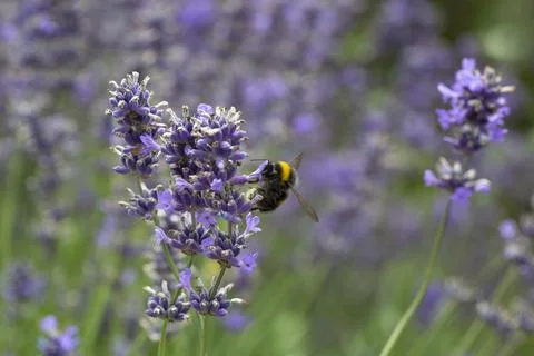 Bumble Bee on Lavender Stock Photos