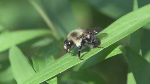 Bumble bee on a leaf moving Proboscis and mouth parts back and forth. Video stock 181700154