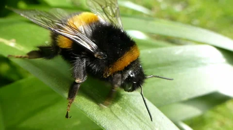 Bumble bee on a leaf preening itself with sound Stock Footage 42978747