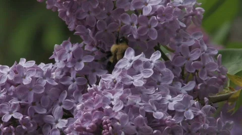 Bumble Bee on Lilac CU 1 Stock Footage 512116