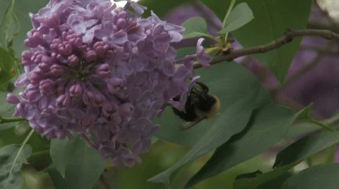 Bumble Bee on Lilac CU 2 Stock Footage 512107
