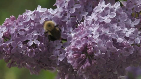 Bumble Bee on Lilac CU 3 Stock Footage 512101