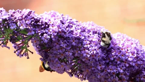 Bumble Bee On lilac Flower Stock Footage 188513620