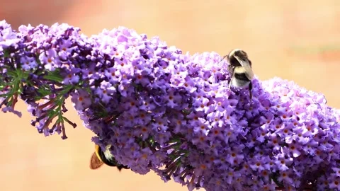Bumble Bee On lilac Flower Stock Footage 188544745
