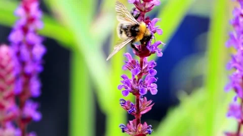 Bumble Bee On lilac Flower Stock Footage 226935992