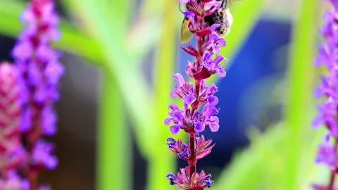 Bumble Bee On lilac Flower Stock Footage 231037463