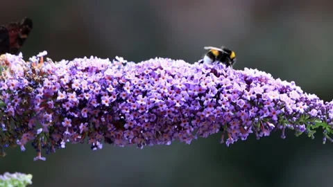 Bumble Bee On lilac Flower, zoom in  Stock Footage 226810333