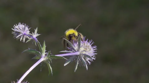 Bumble bee looking for pollen on an eryngium plant Stock Footage 142019674