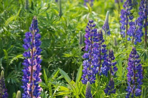 Bumble Bee on Lupin Stock Photos
