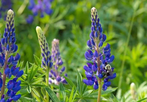 Bumble Bee on Lupin Stock Photos