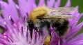 Bumble-Bee Macro 8341 HD Footage
