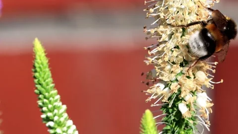 Bumble bee macro on flower Stock Footage 147570566