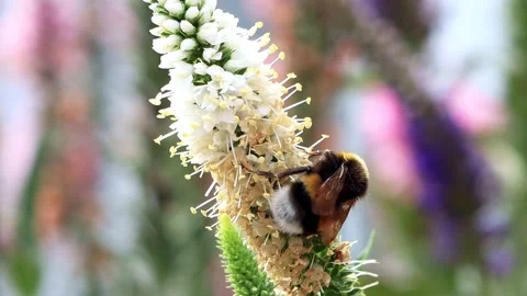 Bumble bee macro on flower Stock Footage 180456277