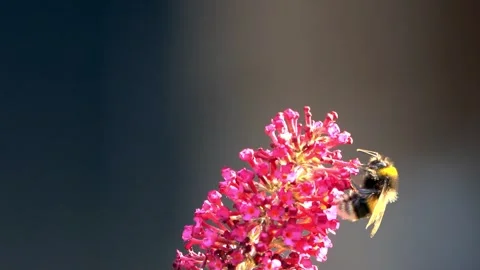 Bumble bee macro on pink flower Stock Footage 241913053