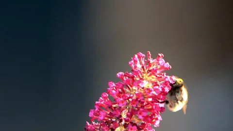 Bumble bee macro on pink flower Stock Footage 241924282
