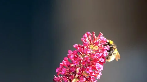 Bumble bee macro on pink flower Stock Footage 244258526