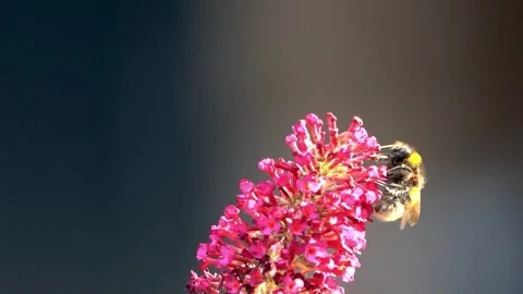 Bumble bee macro on pink flower Stock Footage 244258697