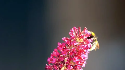 Bumble bee macro on pink flower Stock Footage 244269826