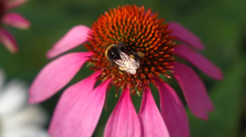 Bumble bee macro on a purple cone-flower ( echinacea purpurea ) Vidéo 46056687