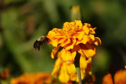 Bumble Bee at a Marigold Stock Photos