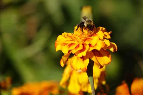 Bumble Bee on a Marigold Stock Photos