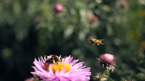Bumble bee meets a wasp on purple flower 스톡 동영상 154154860