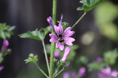 Bumble bee in the middle of a flower Stock Photos