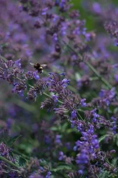 Bumble Bee on a mint flower Stock Photos