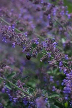 Bumble Bee on a mint flower Stock Photos